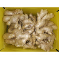 2021 New Crop Export Chinese Fresh Air Dried Ginger